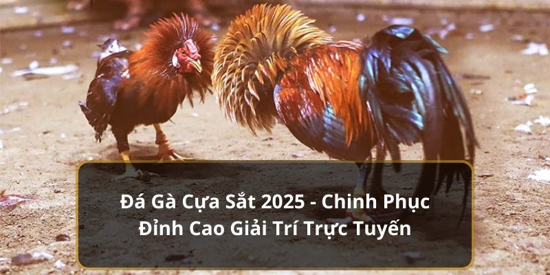 đá gà cựa sắt 2025